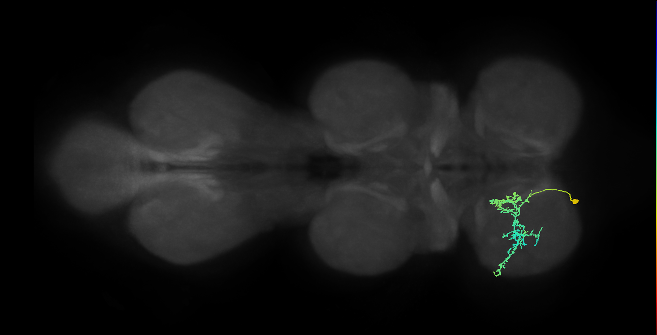 IN09A028_T1_L (MANC:156700)