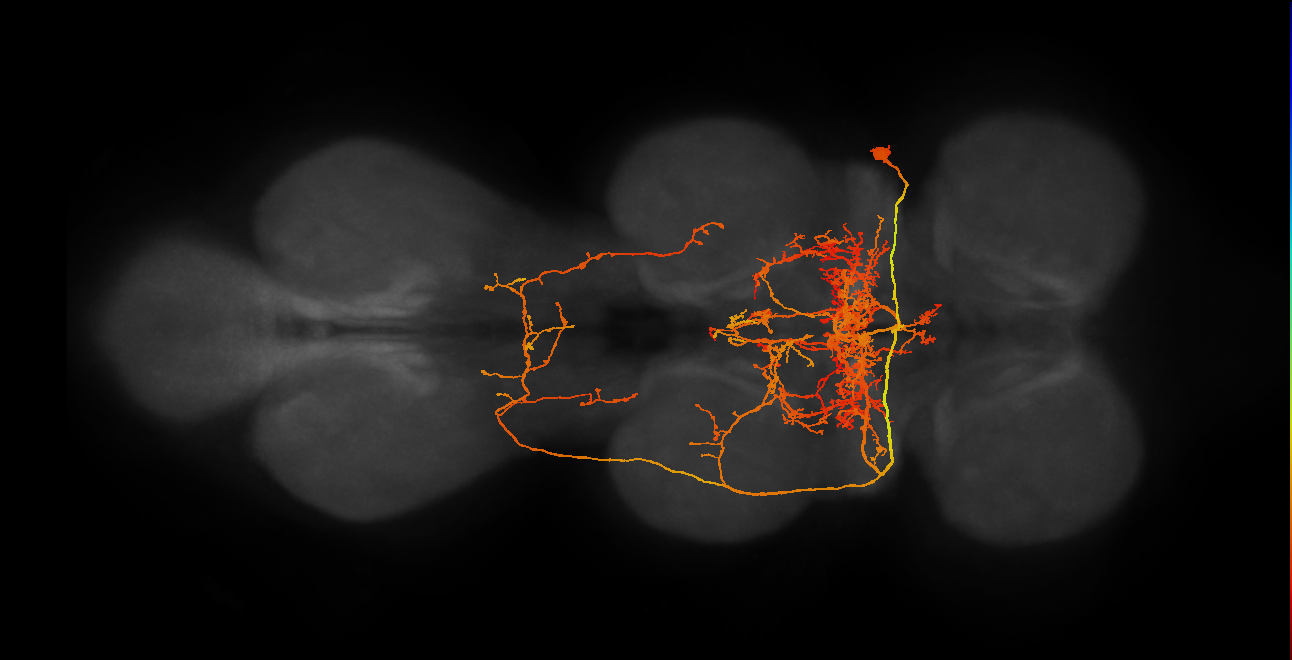 IN19B045_T1_R (MANC:156724)