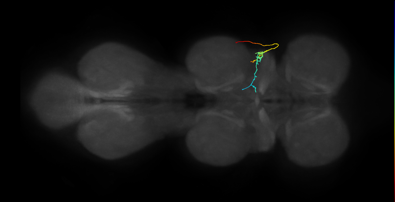SNta09_PDMN_R (MANC:156977)