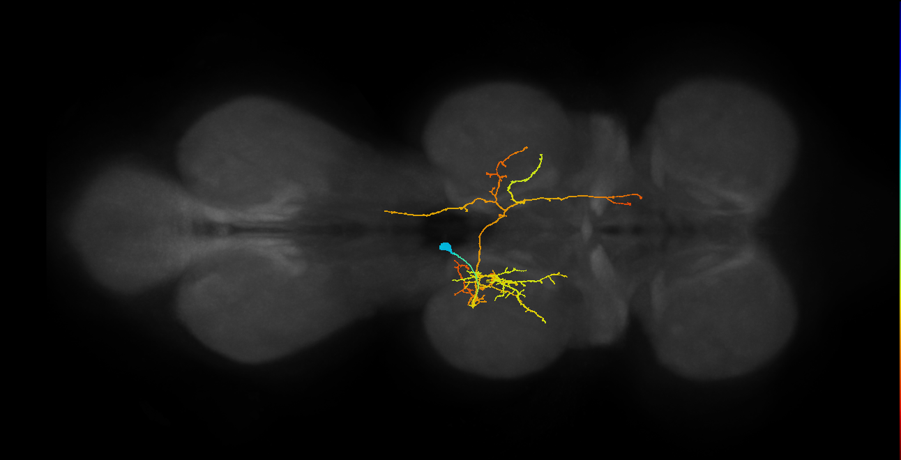 IN06A060_T2_L (MANC:157188)