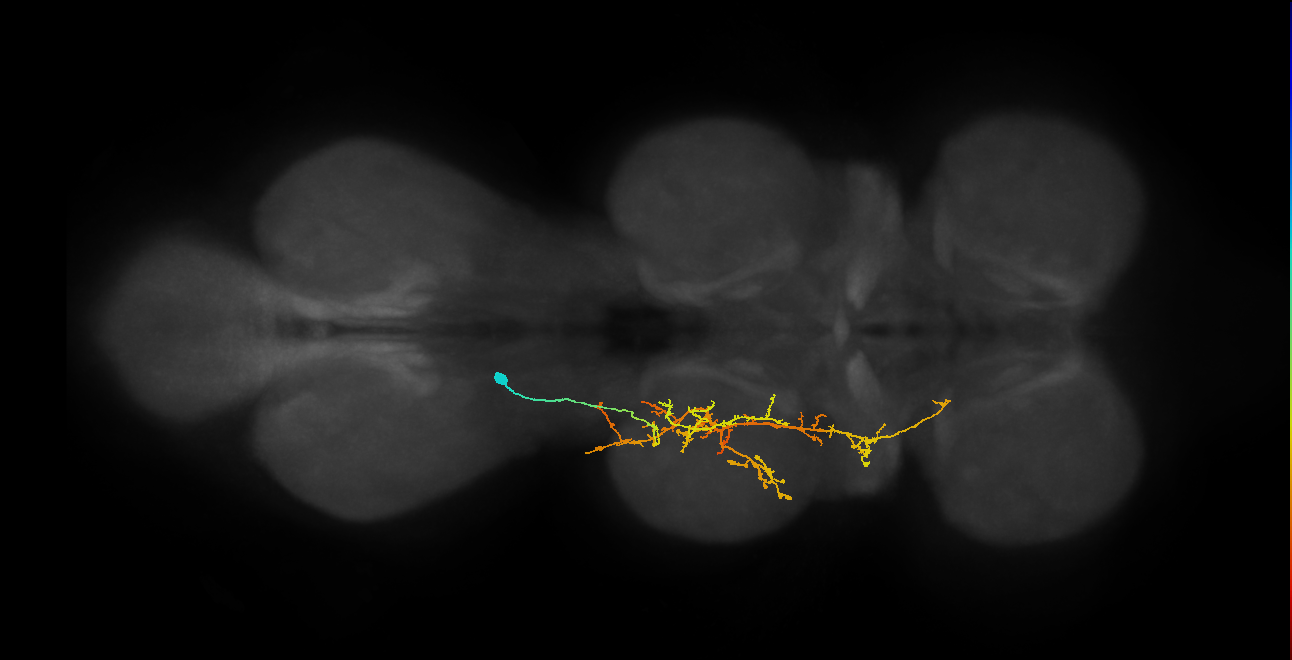 IN03B063_T2_L (MANC:157281)