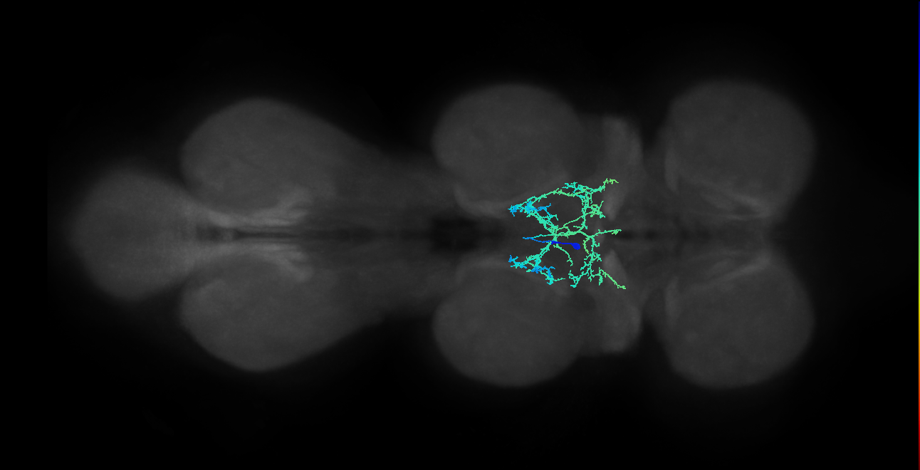 IN00A075_T2_M (MANC:157508)