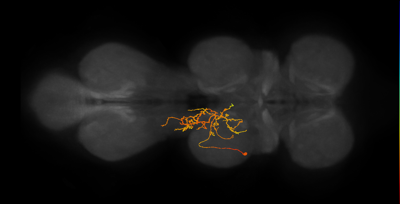 IN11B022_T2_L (MANC:157625)