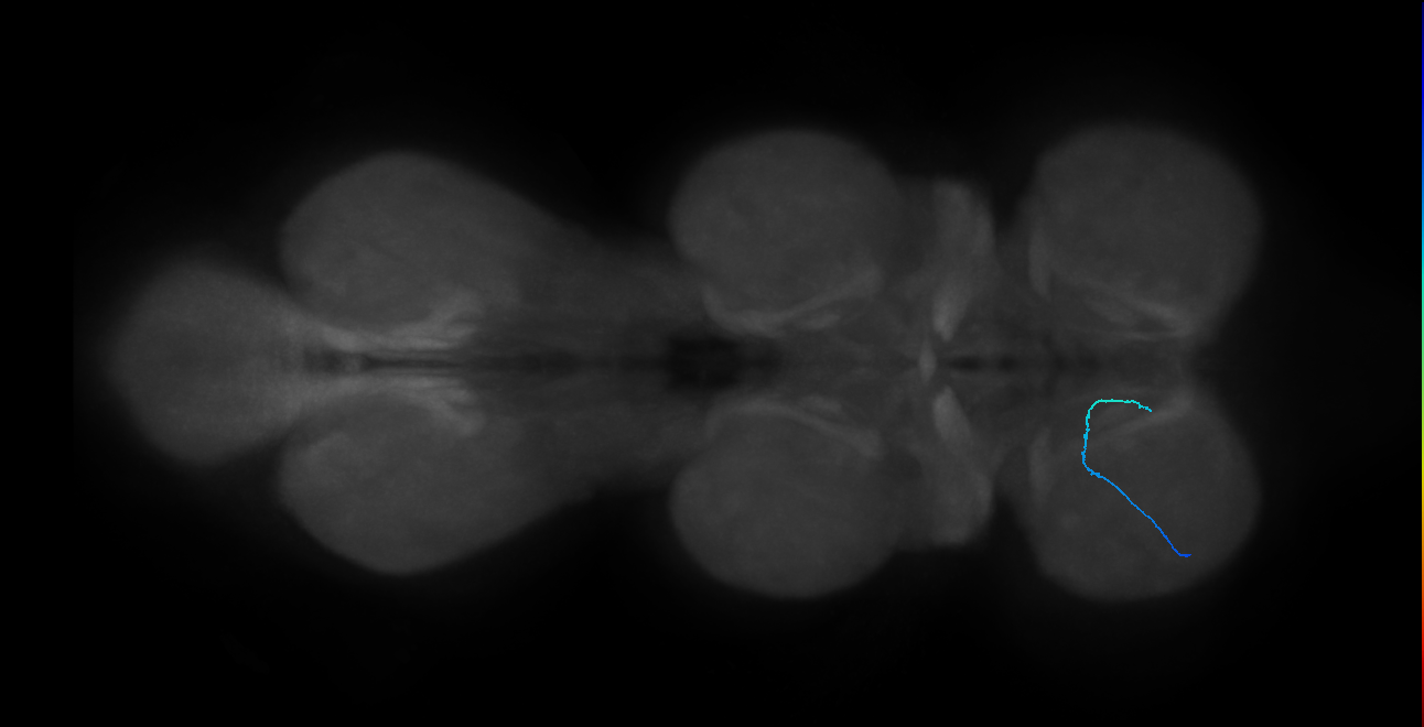 SNch07_ProLN_L (MANC:157959)