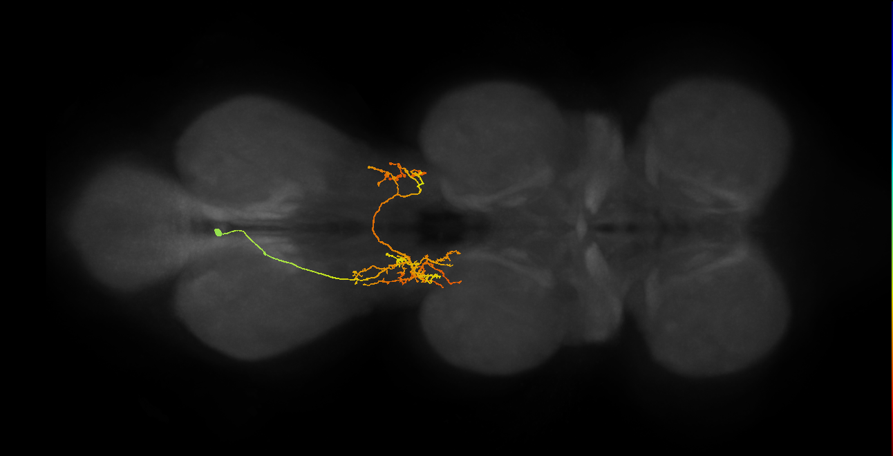 IN06A044_T3_L (MANC:158931)