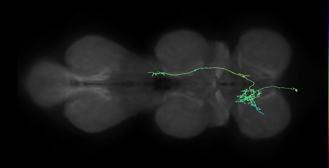 IN10B013_T1_L (MANC:158950)