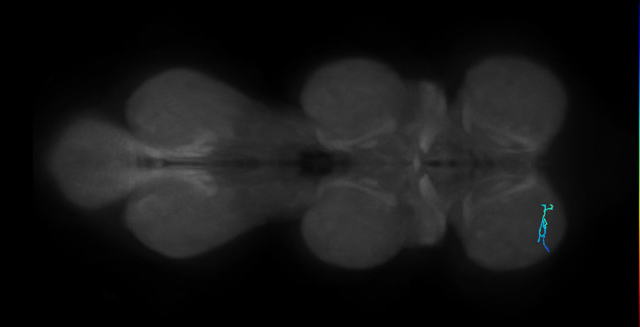 SNta19_ProLN_L (MANC:159110)