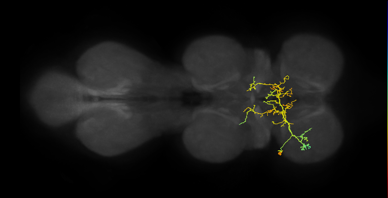 IN21A029_T1_L (MANC:159278)