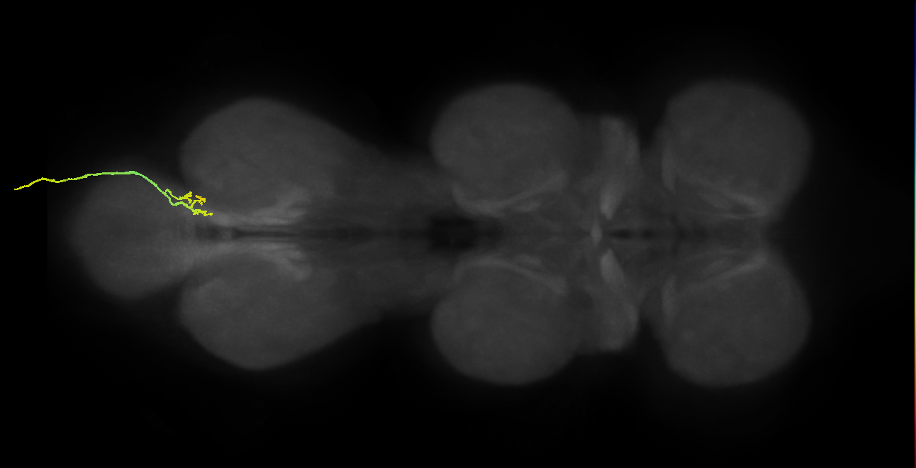 SNxx03_AbNT_R (MANC:159620)