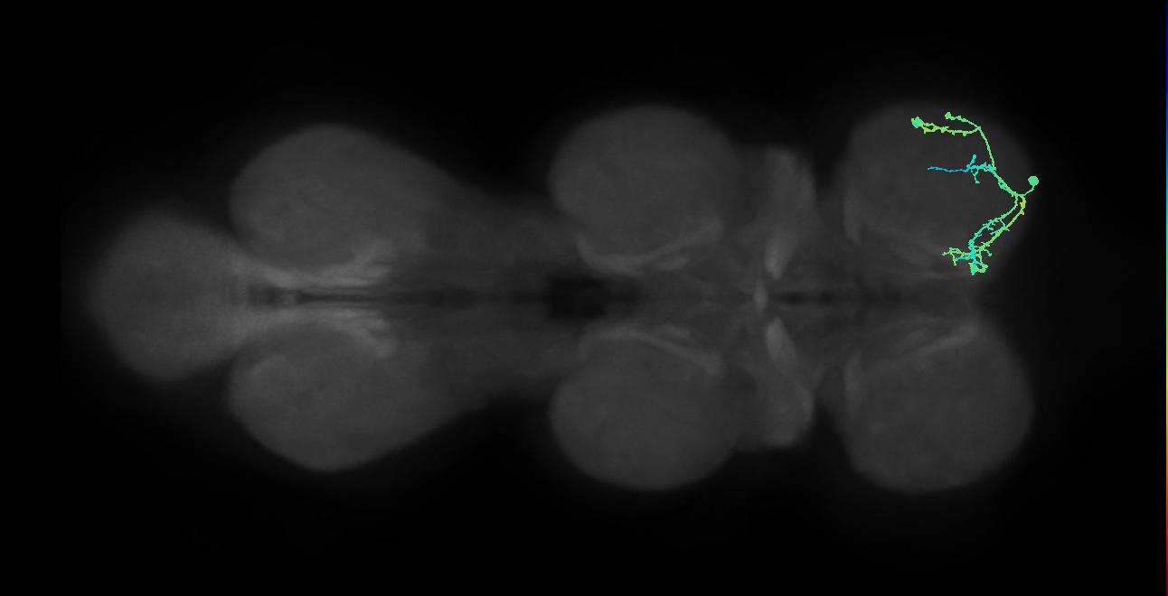 IN13A031_T1_R (MANC:159807)