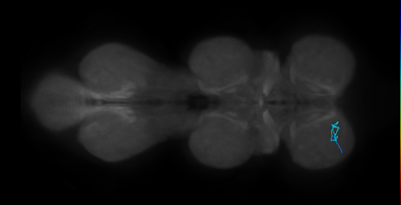 SNta22_ProLN_L (MANC:160172)