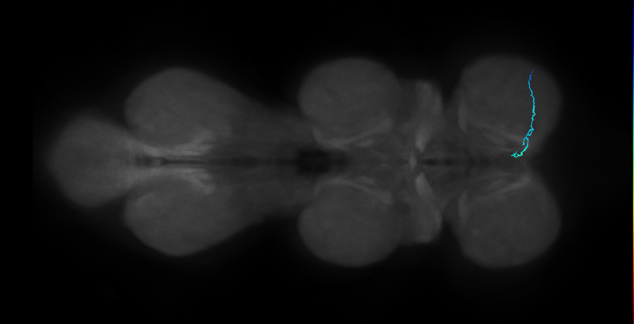 SNch14_ProLN_R (MANC:161204)