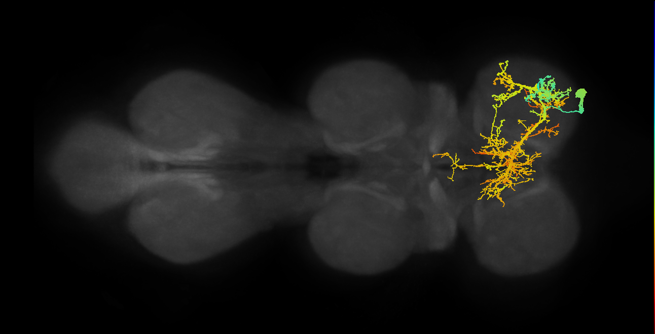 IN13A014_T1_R (MANC:162586)