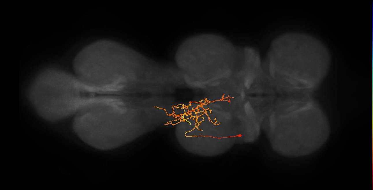 IN11B028_T2_L (MANC:162604)