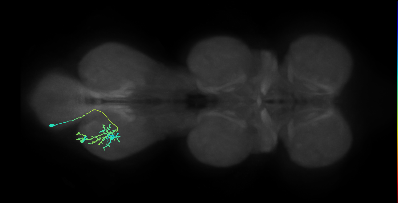 IN21A040_T3_L (MANC:162841)