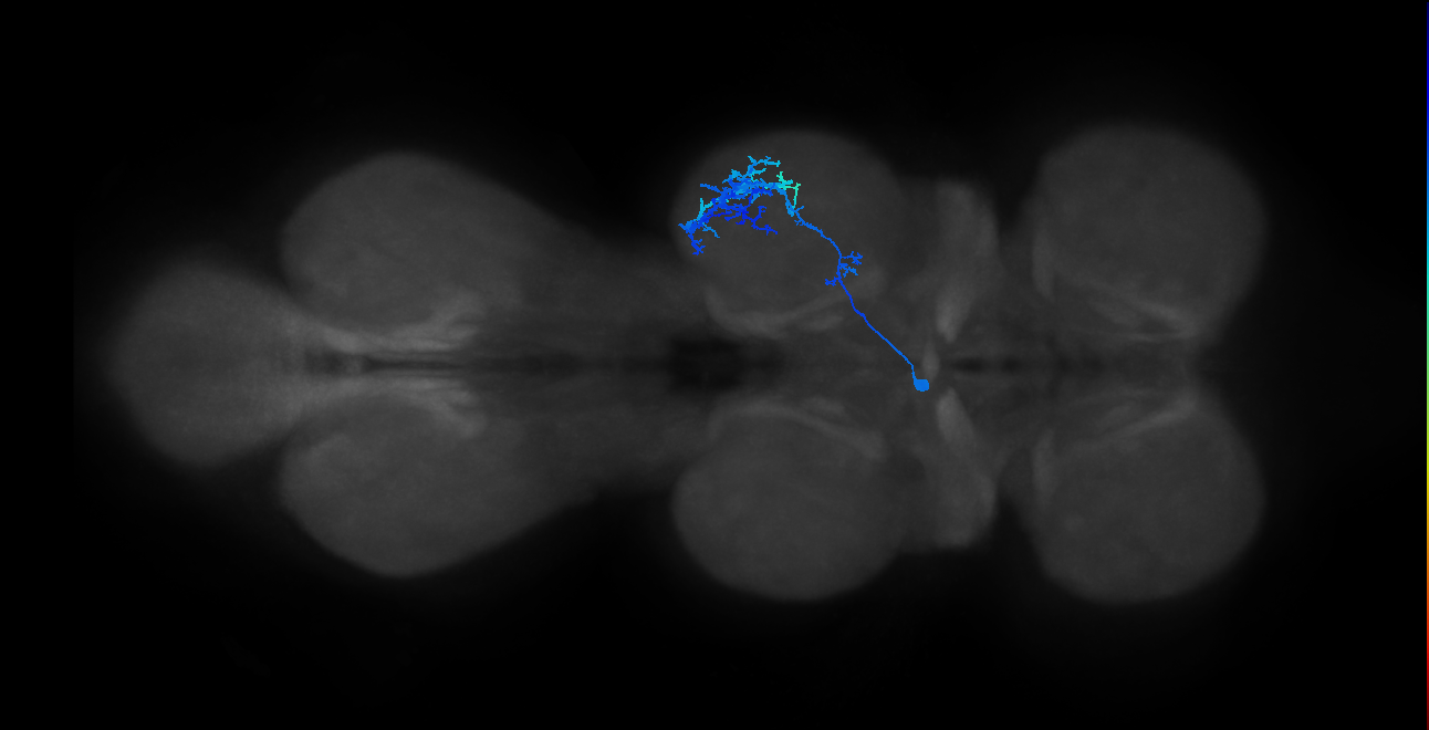 IN13B028_T2_L (MANC:163046)