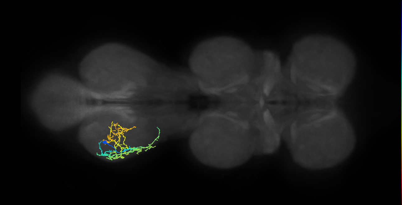 IN16B013_T3_L (MANC:163072)