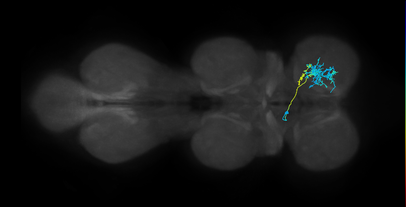IN12B020_T1_L (MANC:163357)