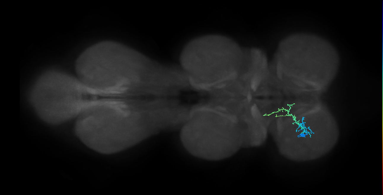 IN01B010_T1_L (MANC:163435)