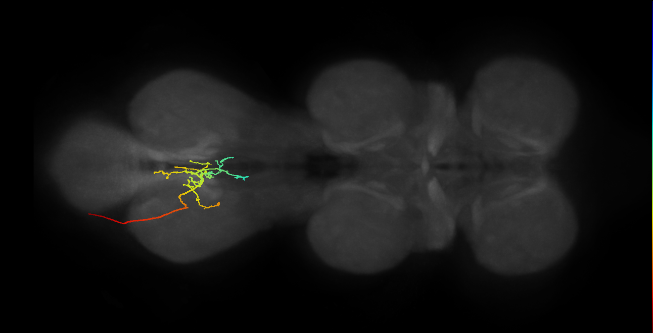 SNxx08_AbN2_L (MANC:163802)
