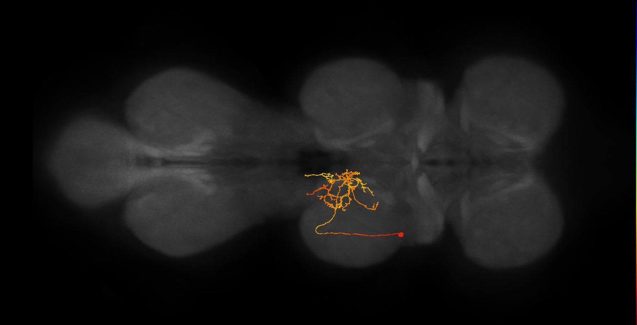 IN11B028_T2_L (MANC:164294)