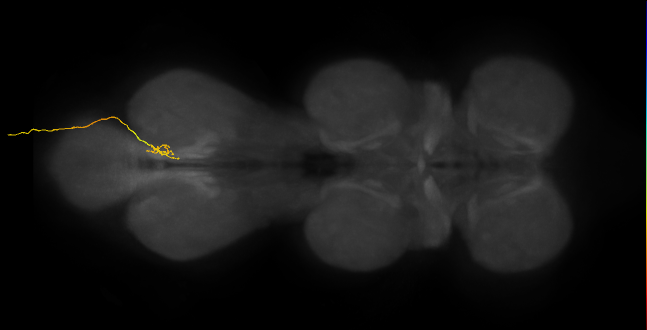 SNxx16_AbN4_R (MANC:164908)