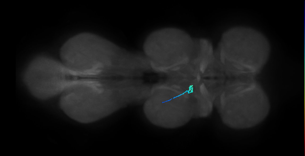SNpp39_MesoLN_L (MANC:165197)
