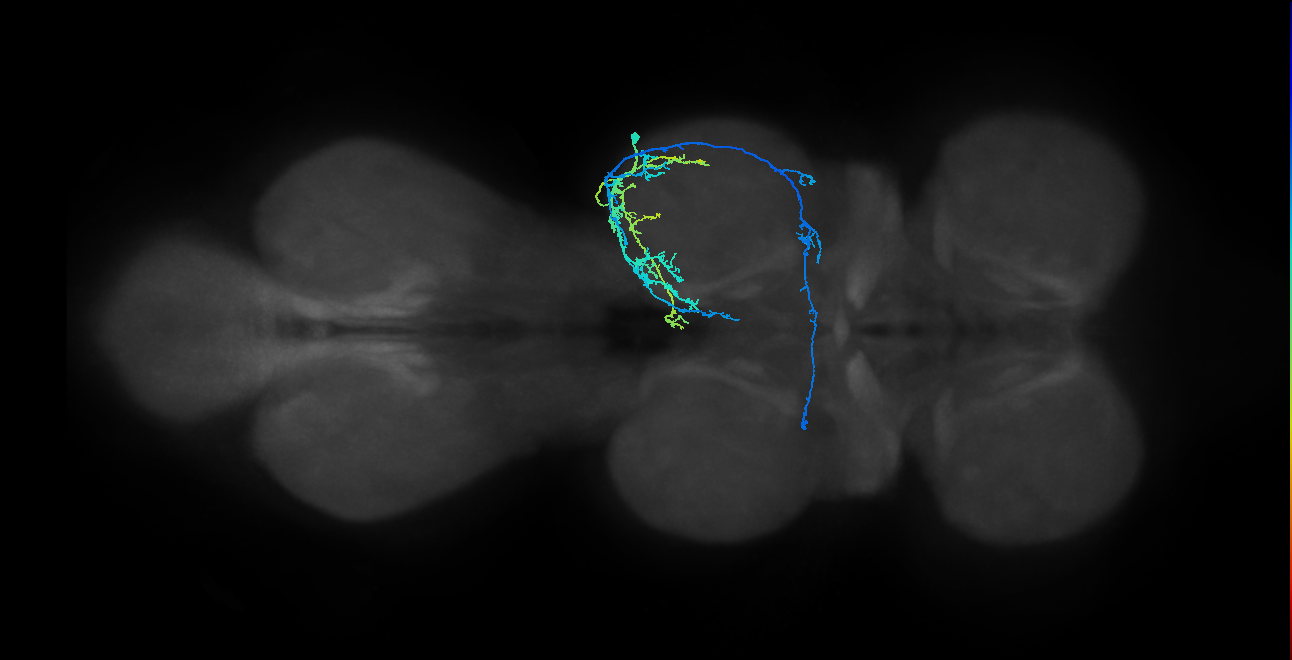 IN19A032_T2_R (MANC:166173)