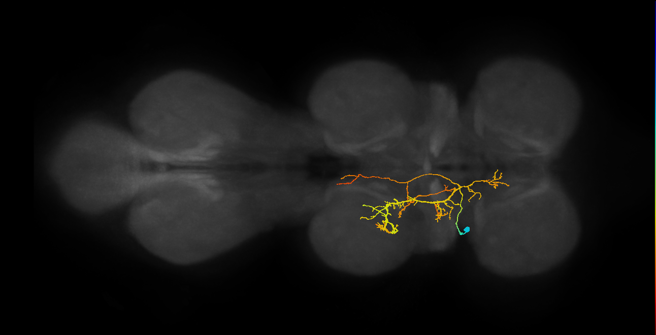IN12A044_T1_L (MANC:166263)
