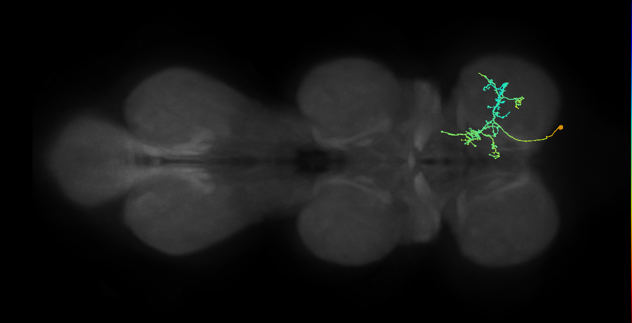 IN09A029_T1_R (MANC:166357)