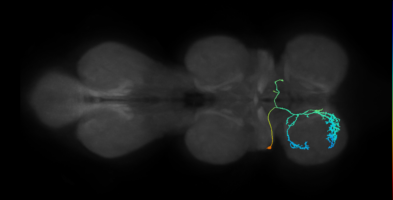 IN23B015_T1_L (MANC:166481)