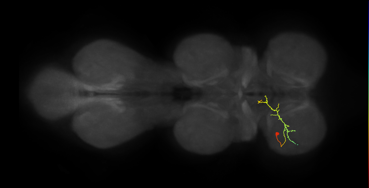 IN19A034_T1_L (MANC:166505)