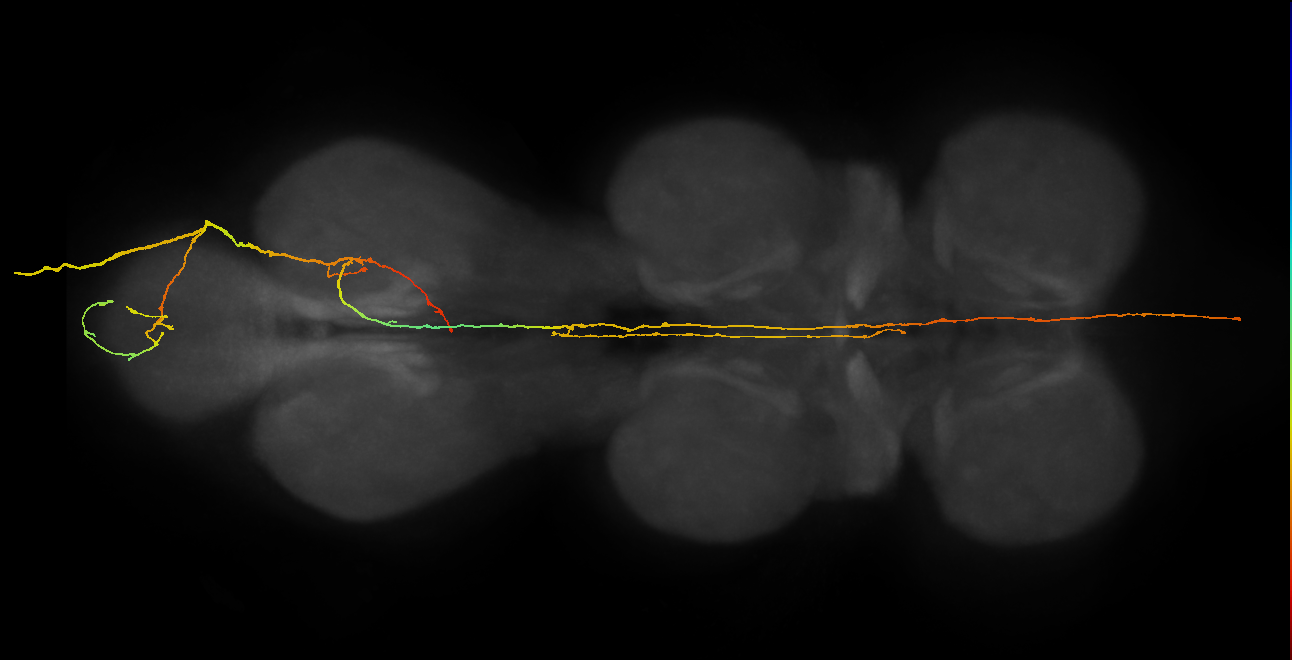 SAxx11_AbN4_R (MANC:166569)