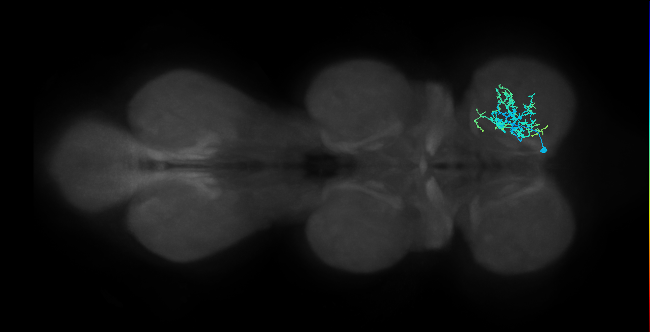 IN01B009_T1_R (MANC:166581)