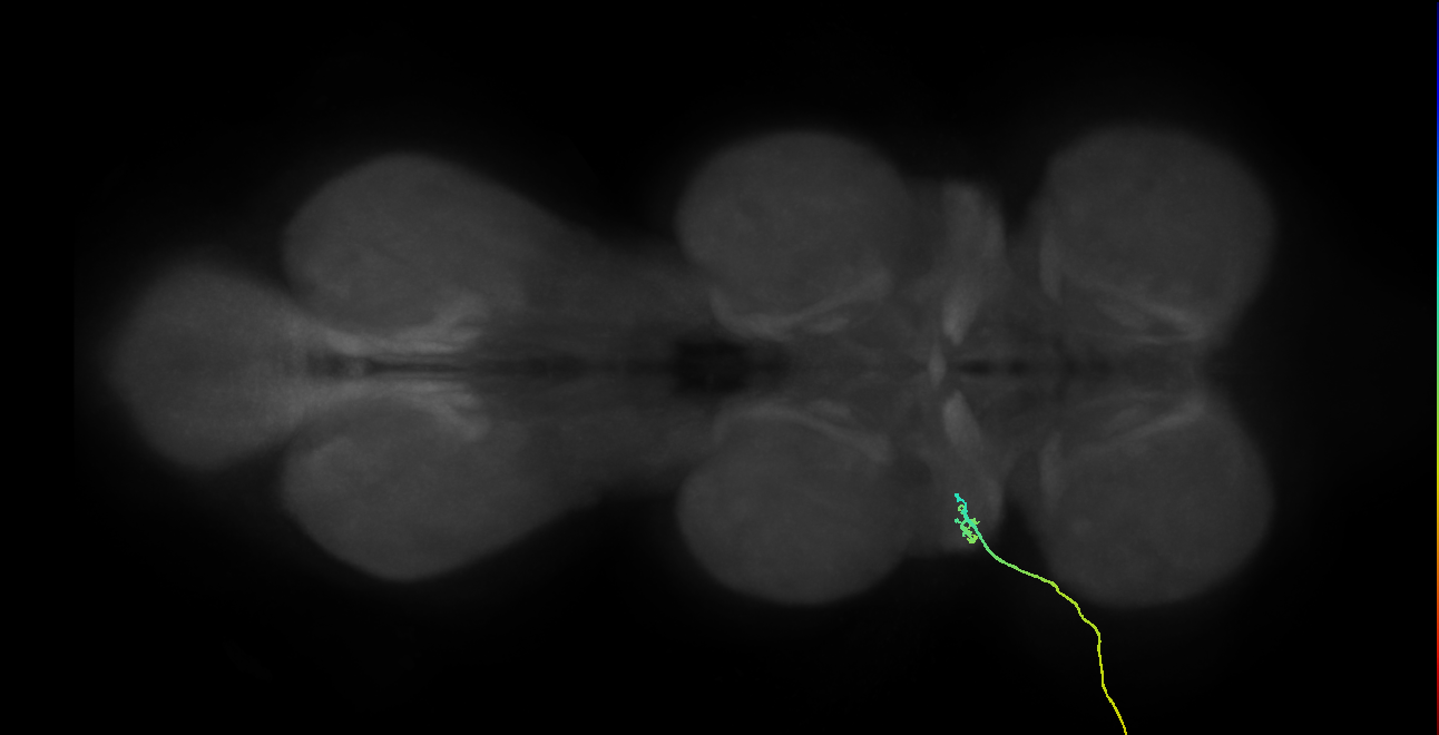 SNta05_ADMN_L (MANC:171204)