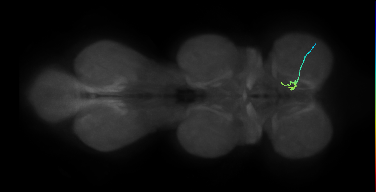 SNpp39_ProLN_R (MANC:171245)