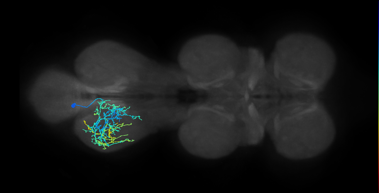 IN04B017_T3_L (MANC:171352)