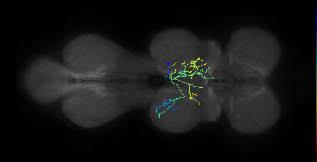 IN12B021_T2_R (MANC:171511)
