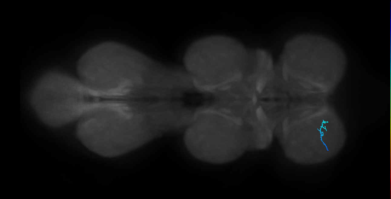 SNta24_ProLN_L (MANC:171571)