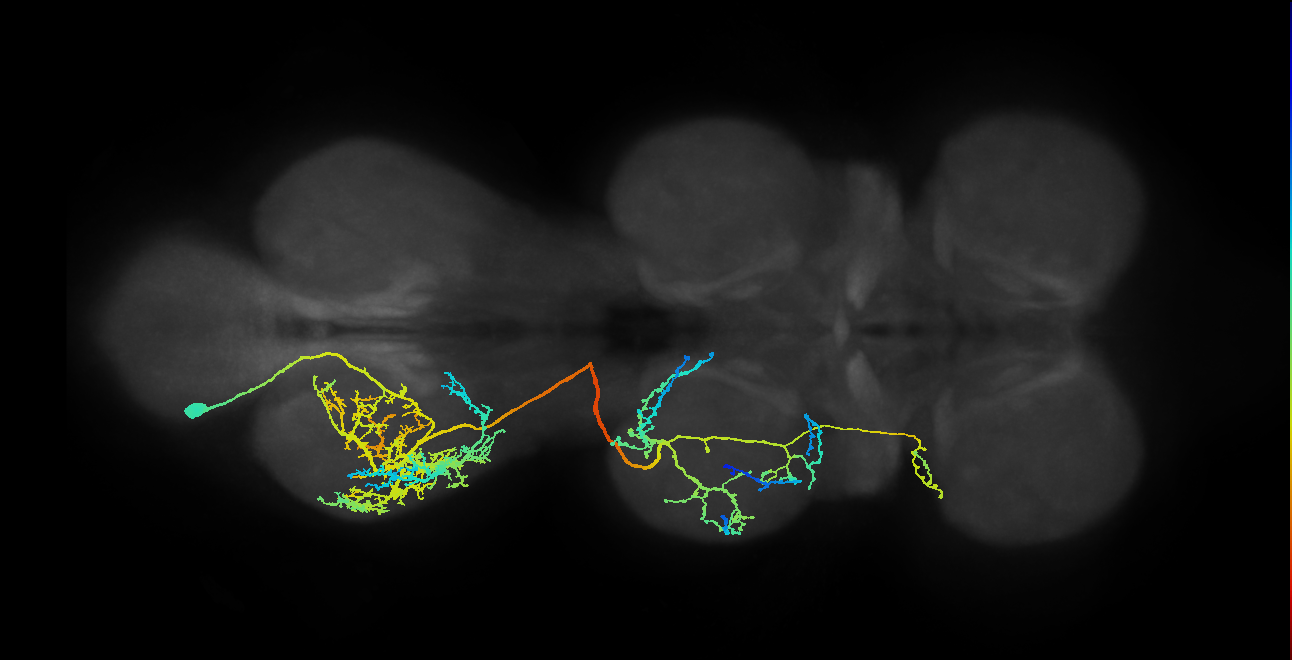 IN03A006_T3_L (MANC:171937)