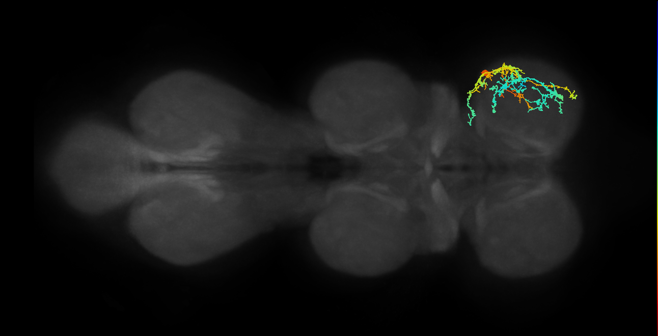 IN19A029_T1_R (MANC:172106)