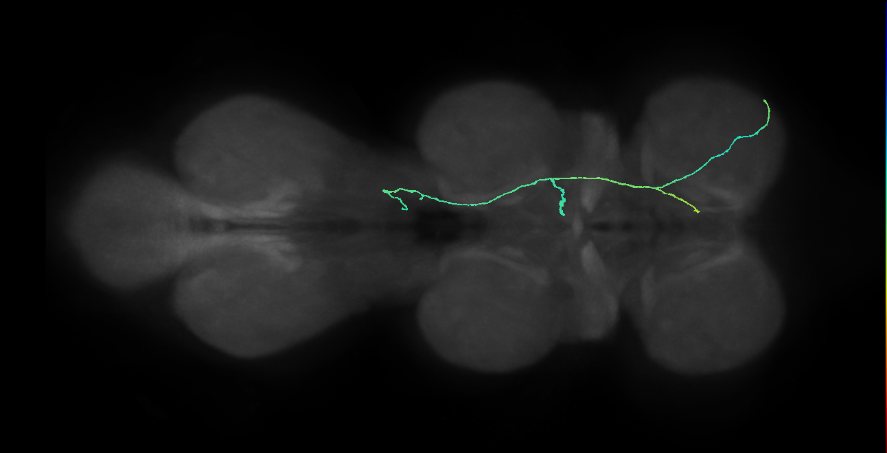 SNppxx_ProCN_R (MANC:172786)