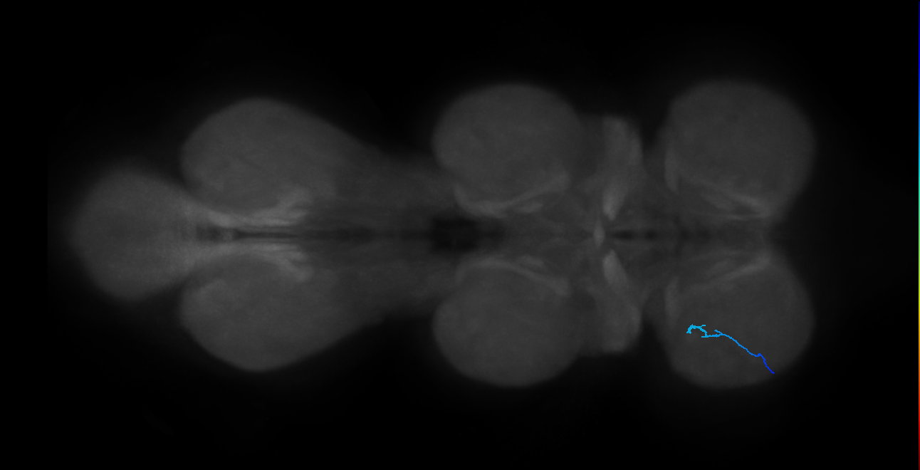 SNtaxx_ProLN_L (MANC:175492)