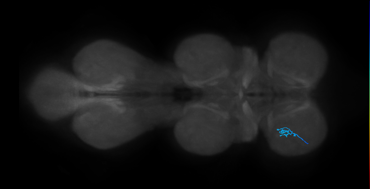 SNta22_ProLN_L (MANC:175497)