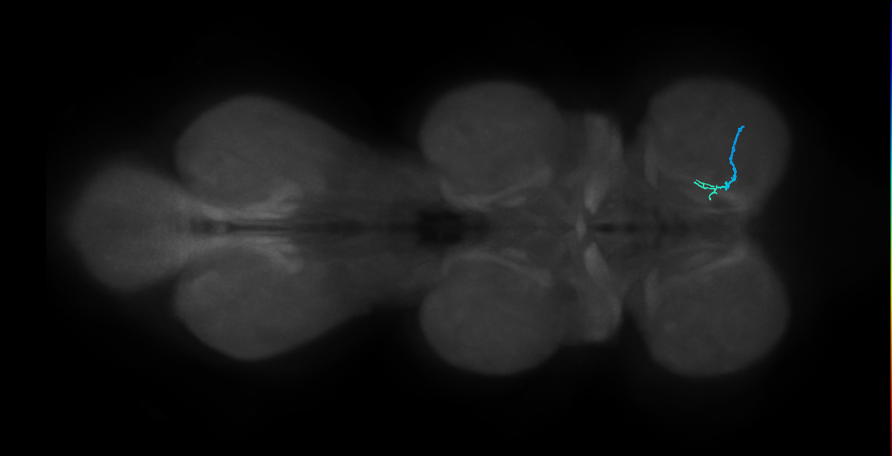 SNta24_ProLN_R (MANC:177824)