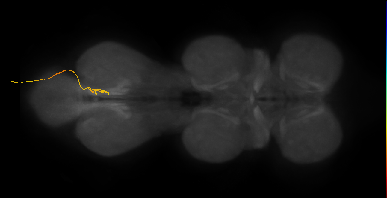 SNxx16_AbN4_R (MANC:178143)