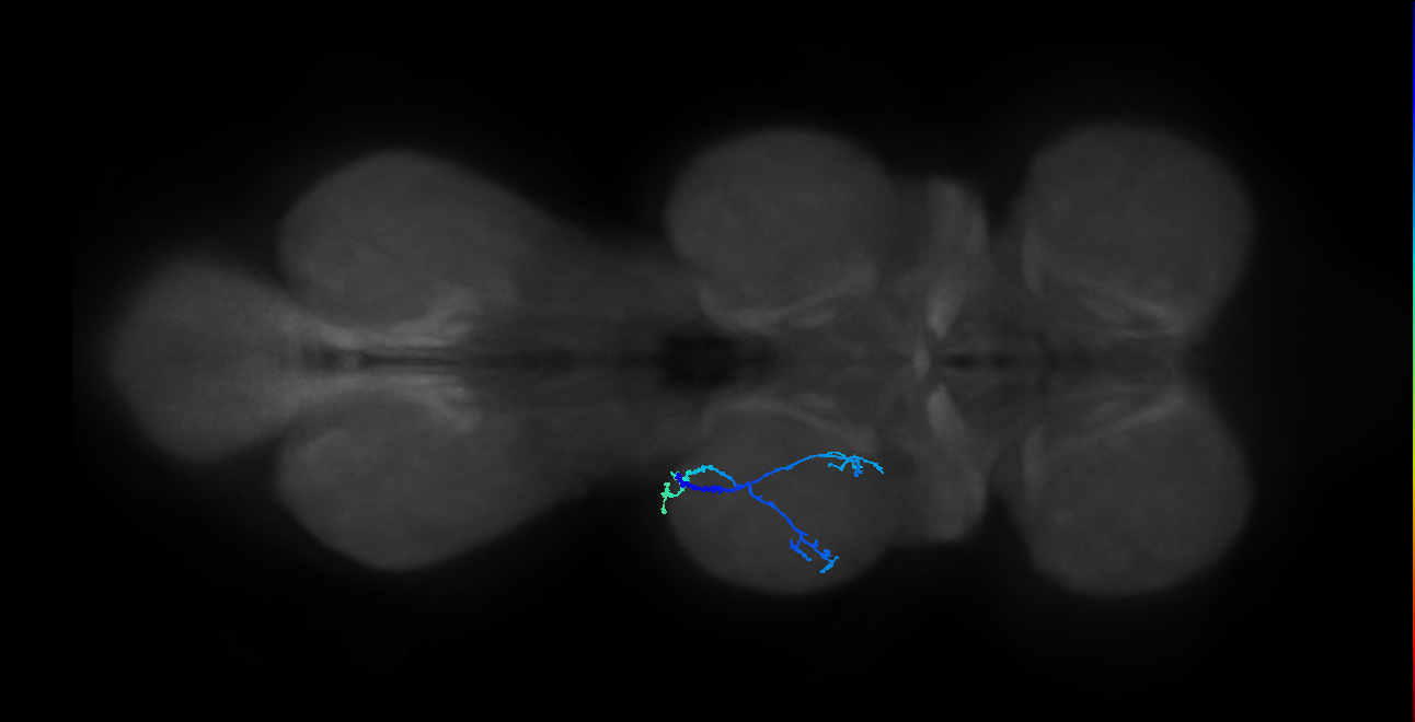SNppxx_MesoLN_L (MANC:192596)