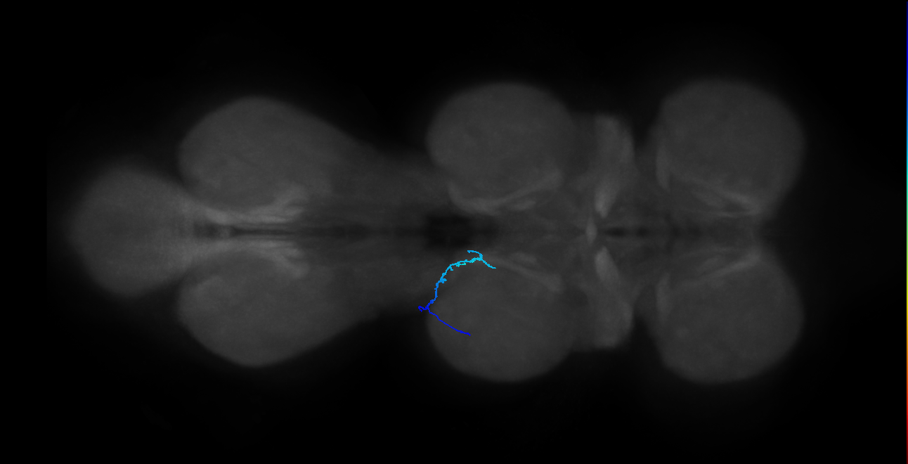 SNta15_MesoLN_L (MANC:194980)