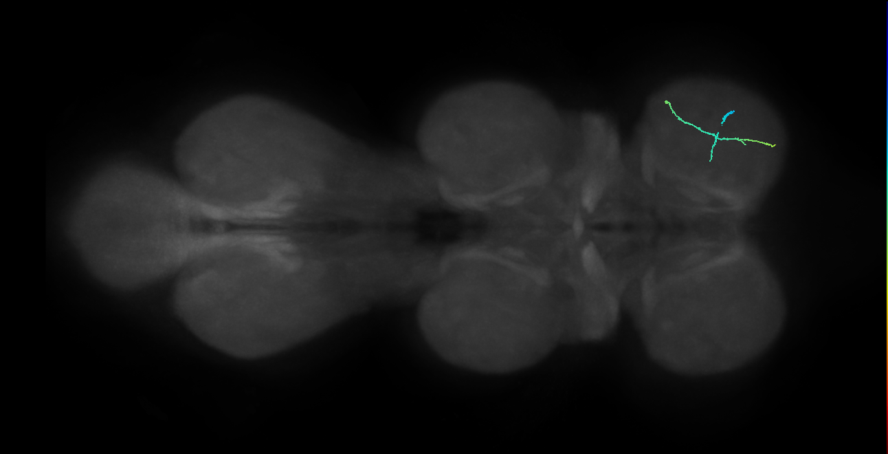 SNppxx_ProLN_R (MANC:205335)