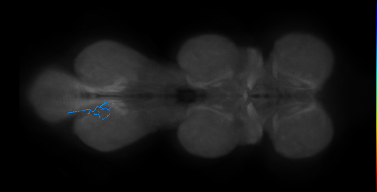 SNta23_MetaLN_L (MANC:10430133486)